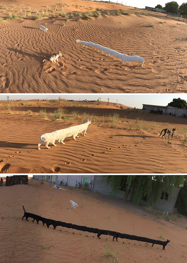 panorama-pictures-photobombed-by-animals-5-5c6d762844020__700