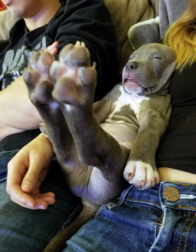 funny-dog-sleeping-positions-5-5d5f8ebdbf57a__700