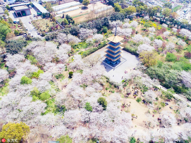 cherry-blossoms-spring-china-33-5ab2795fd7de5__880