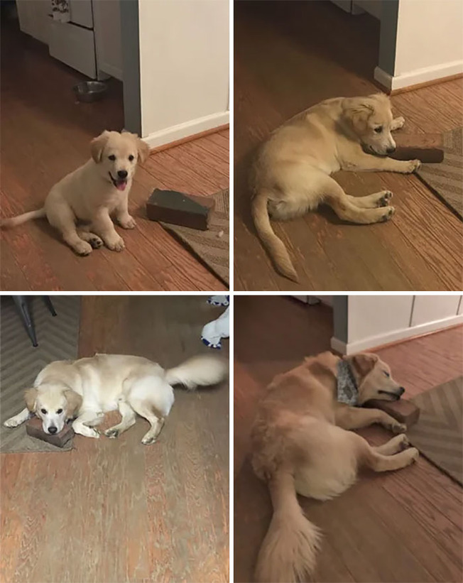 dogs-growing-up-308-60100fa4008c3__700