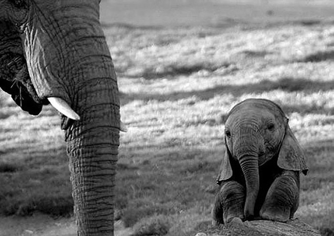 adorable-baby-animals-23-614d7f448e8bc__700