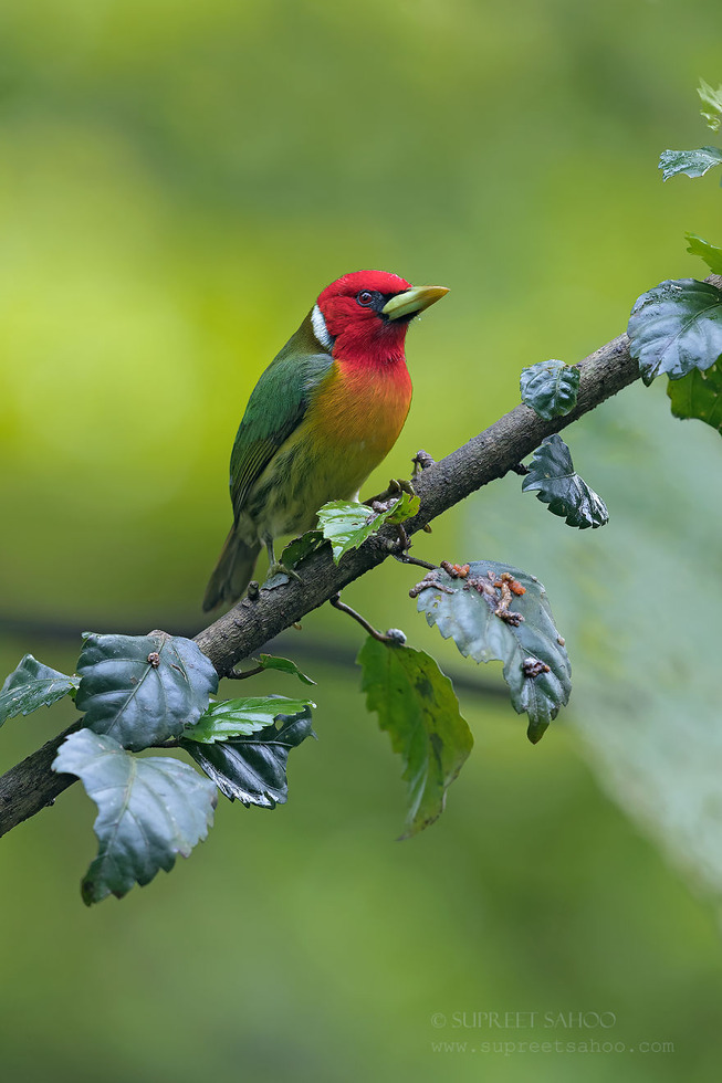 Red-headed-barbet-5e878bc5b614b__880