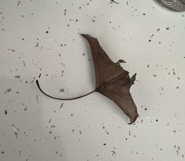 67851f348063f_pareidolia-pictures