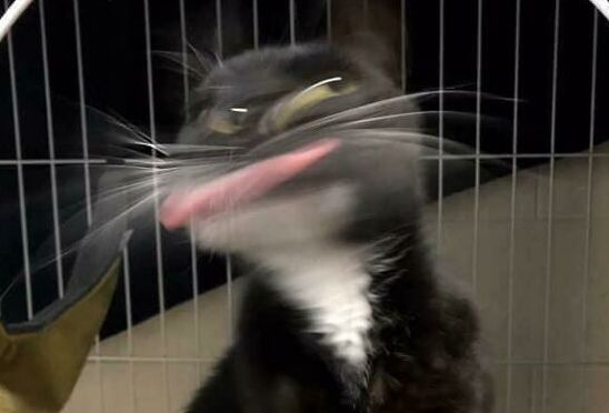 63ce55d442cff_tt33ic0wp1u41__700