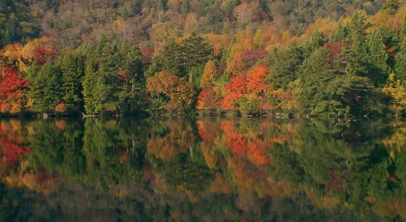 紅葉 秋 海外の反応 日本