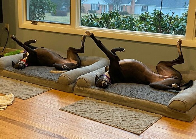 634cf119a8347_glitch-in-the-matrix-doppelganger-animals