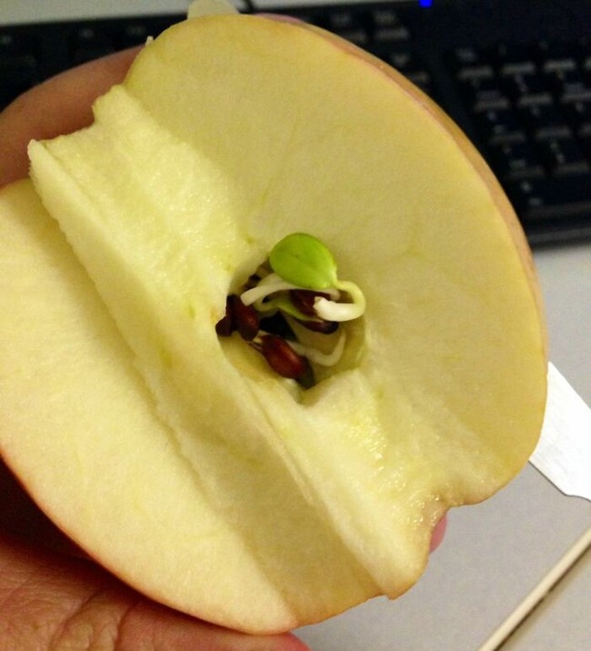 67497b1dbba8c_unusual-finds-in-food