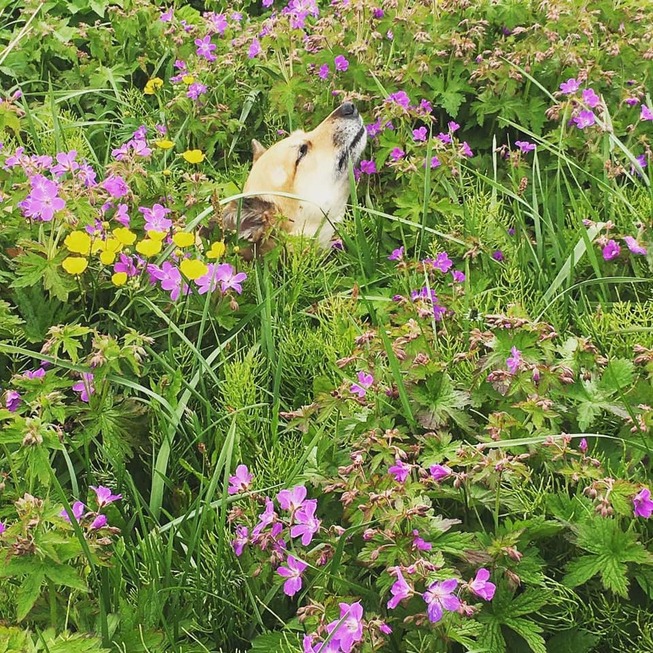 60860593_10157269458383126_5040024043160338432_n