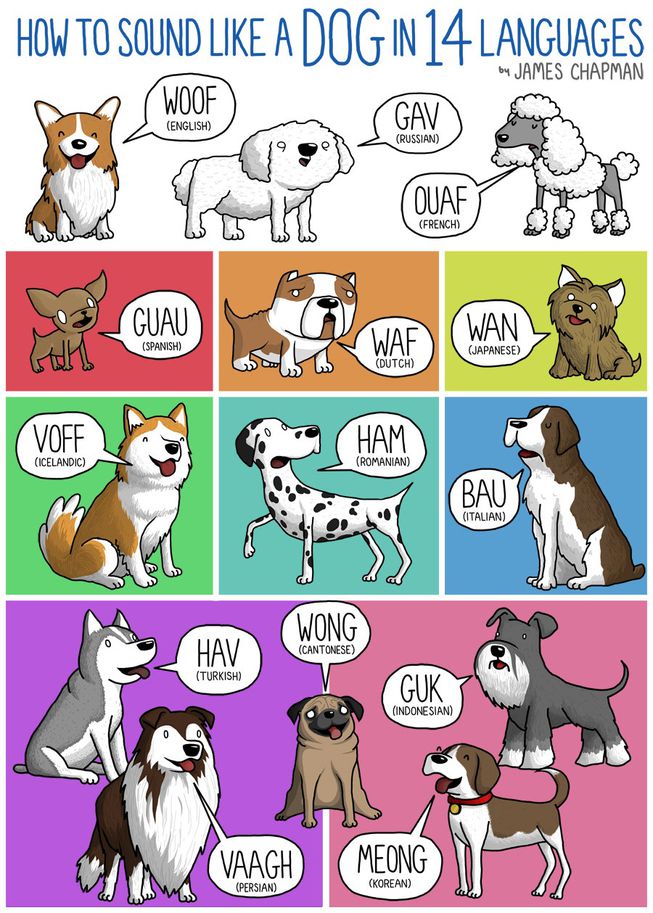 dogs.jpg.653x0_q80_crop-smart
