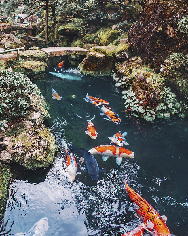 Lost-in-Kyoto-and-the-sakura-blossom-59101a509586a__880