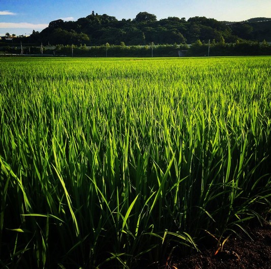 17 - Then I walk home Often a different route