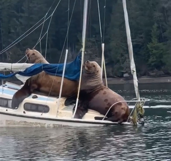 sea-lions-boat-10-5e0d9d4a51008__700