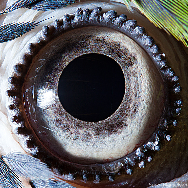 animal-eyes-photography-suren-manvelyan-23-5f4e1920565bc__700