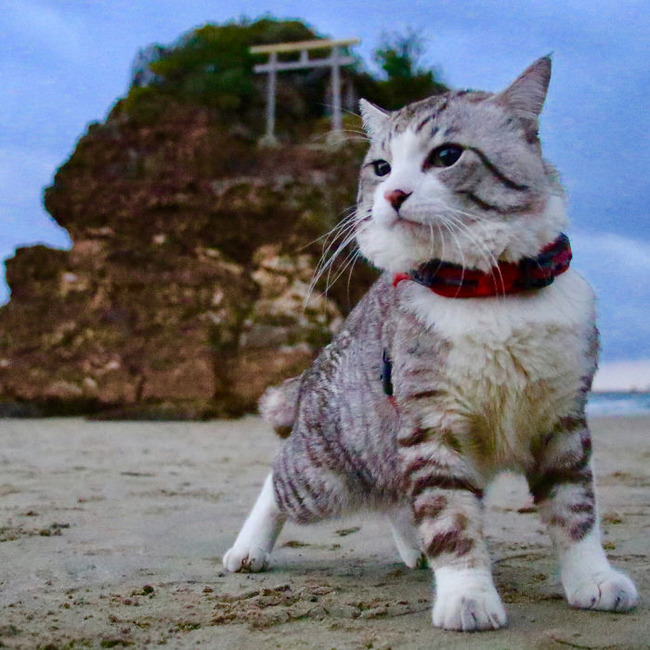 photogenic-cat-noraneko-nyankichi-japan-46-5acdb8b41c52d__700