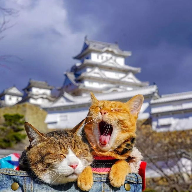 traveling-cats-japan