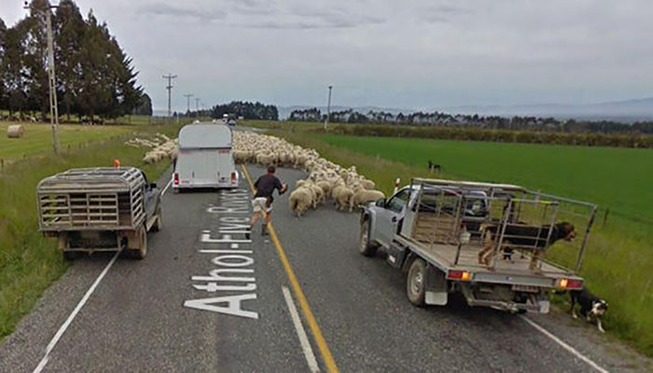 google-street-animals-5d2441d7d96ce__700 (1)