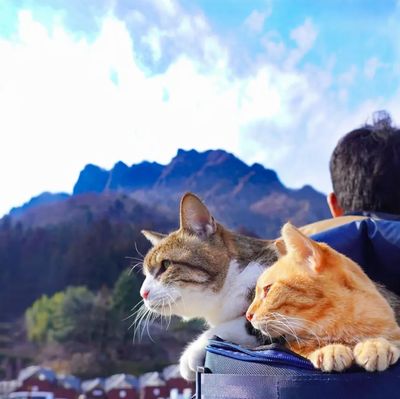 traveling-cats-japan