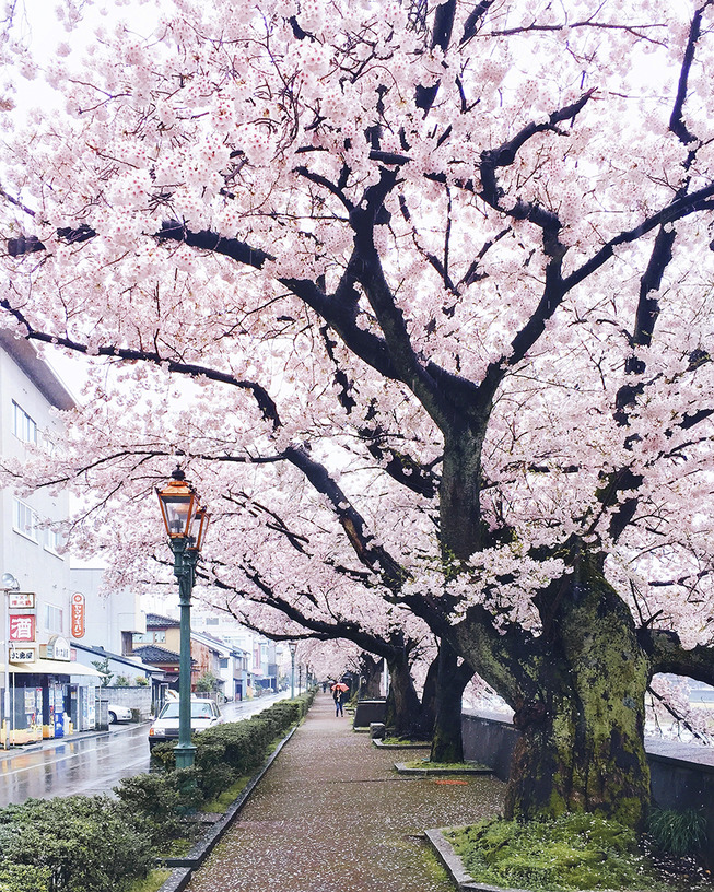 Lost-in-Kyoto-and-the-sakura-blossom-59101a69a2cea__880