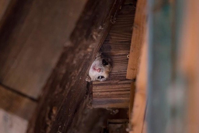 pokemon-japanese-flying-squirrels