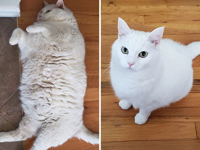 fat-cats-losing-weight-before-after-215-5ed4c7304a1d4__700