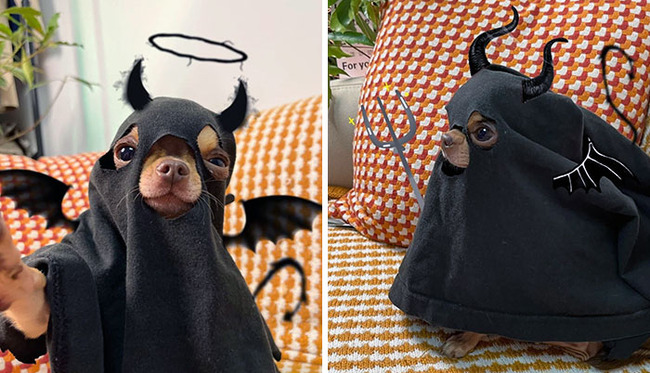 pet-halloween-costumes-29-6530d37c1e798__700