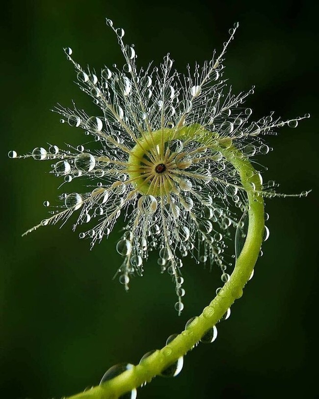 magnificent-creepy-miracles-from-natural-world