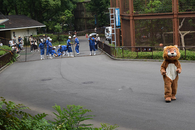 funny-lion-escape-drill-tobe-zoo-japan-2-5d14a8039199b__700