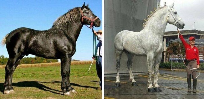 funny-absolute-unit-pics-15-6087d2e047ea7__700 (1)