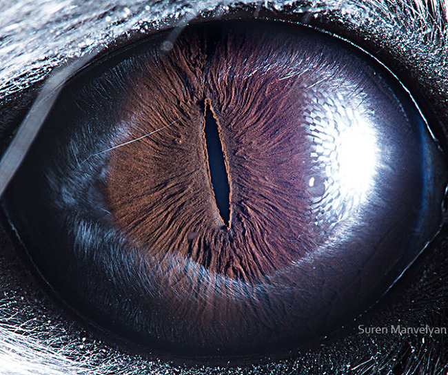 animal-eyes-photography-suren-manvelyan-5-5f4e18e3bfd61__700