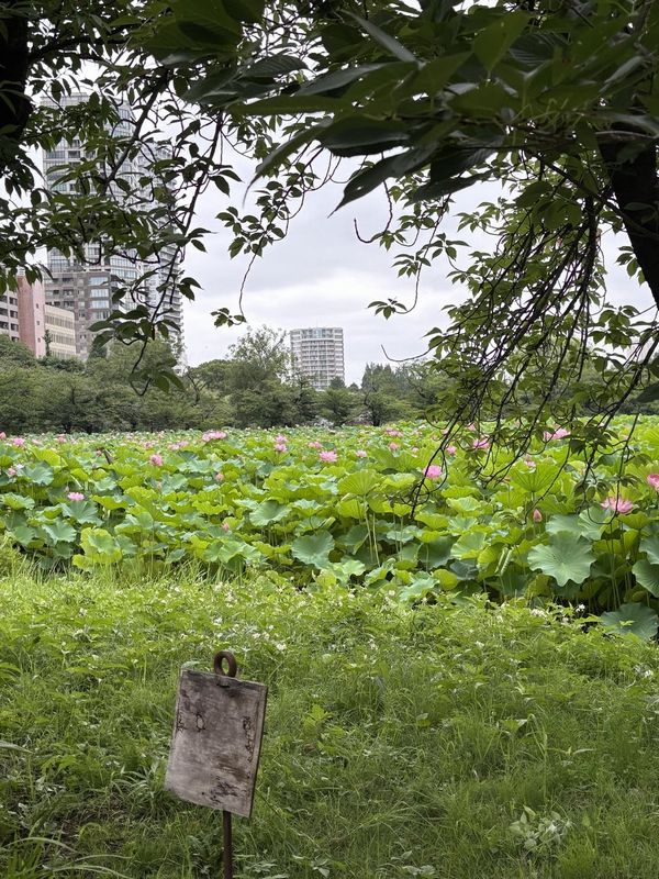 lotuses-are-blooming-in-ueno-par (1)
