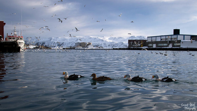arctic-19-5b3144c4b5d99__880