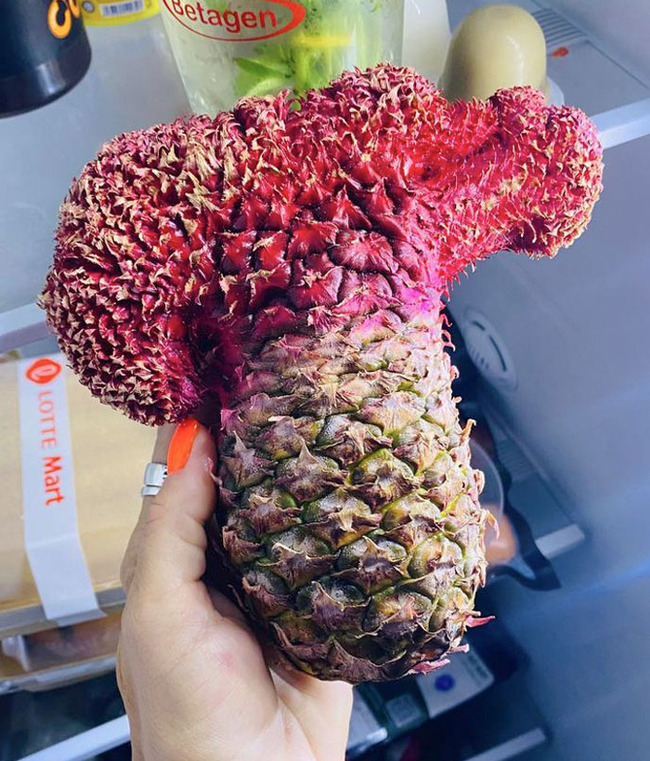 interesting-plant-fasciation-examples-41-65ce10a61bf41__700