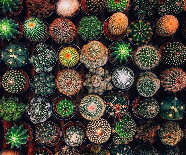geometrical-symmetrical-plants-nature-253-6107d7c6e9771__700