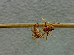 Spiderfight