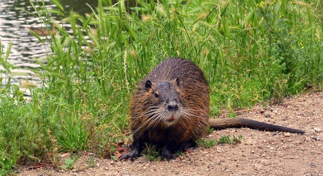 for-web-nutria-4-shutterstock_1