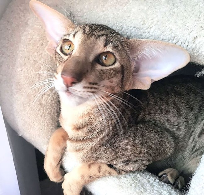 animals-with-large-ears-21-65411a0f29d4d__700