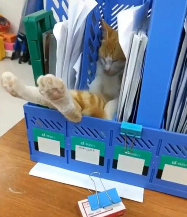 what-is-wrong-with-your-cat-3-63725917114be__700