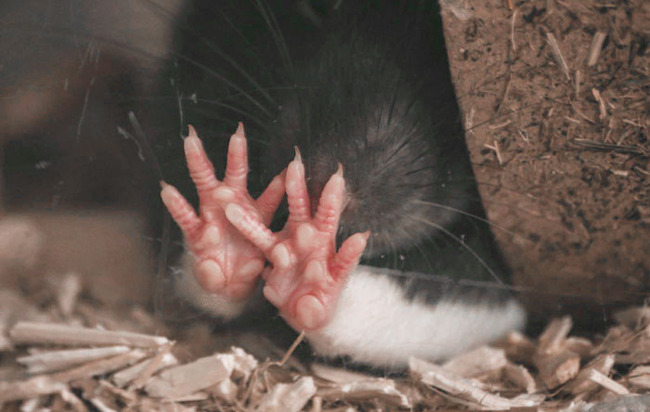 unique-animal-paws-15-6614dfa240a02__700 (1)