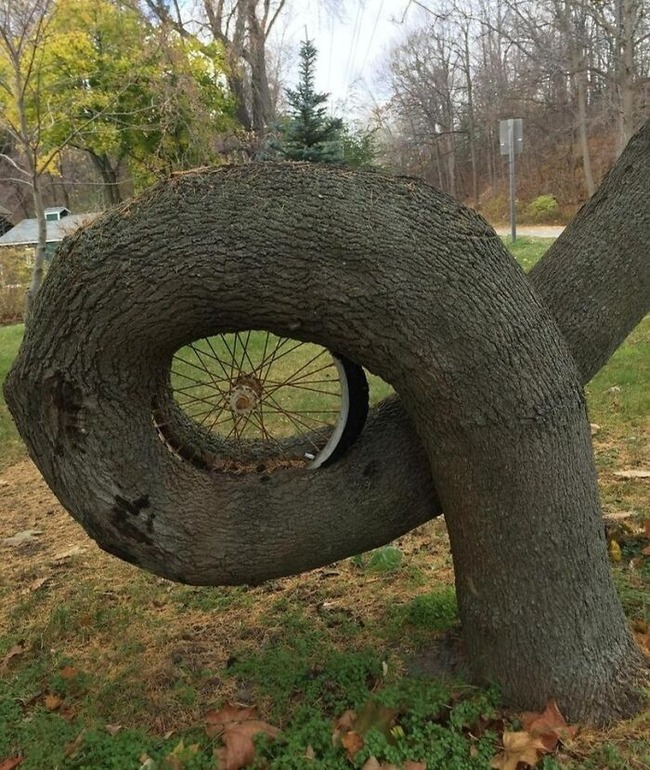 6319e09fbaaad_hungry-trees-taking-over-things