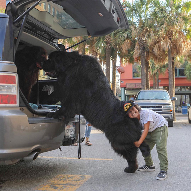 giant-dog-breeds-3-5fb7990f46b68__700