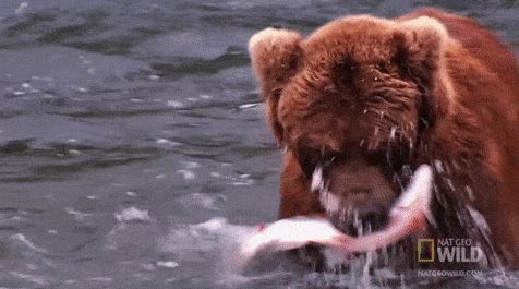 sashimi-best-value-v0-dq3vab1f49