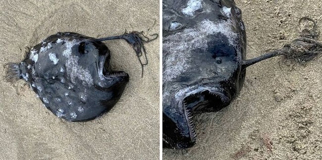 6750237e08b77_generated-image