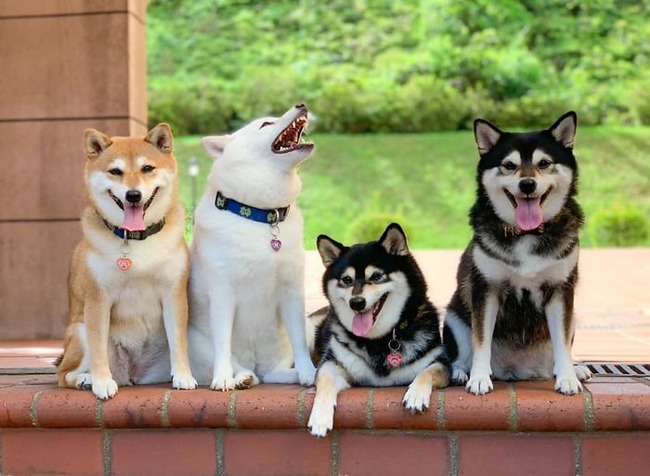 funny-photobombing-shiba-inu-dog-photos-10-5f59e34075020__700