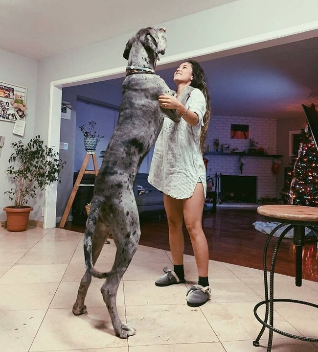 64005669b4846_funny-dogs-great-danes-pics