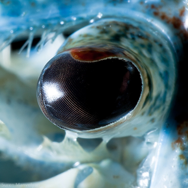 animal-eyes-photography-suren-manvelyan-29-5f4e192f2a5f3__700