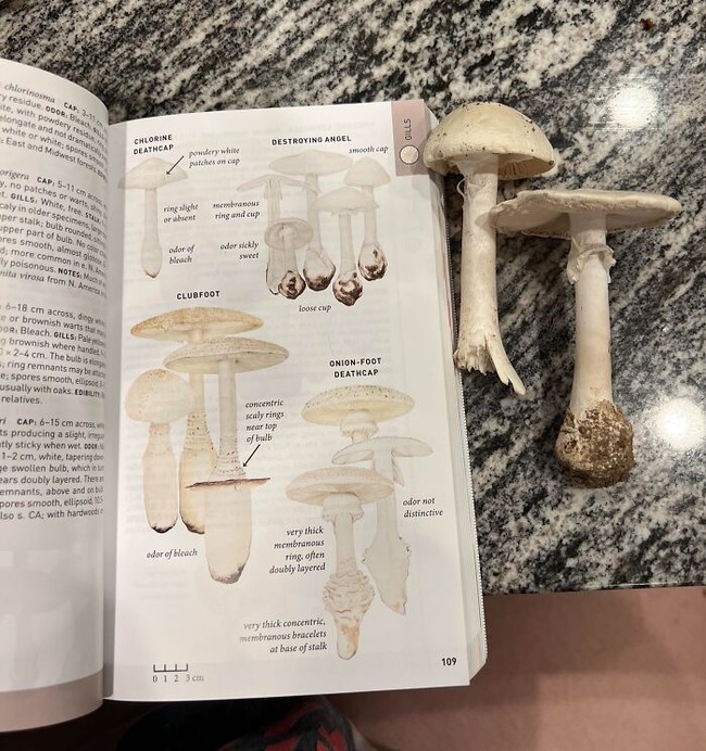 67f3a3dd4d7f2_people-photographed-something-dangerous