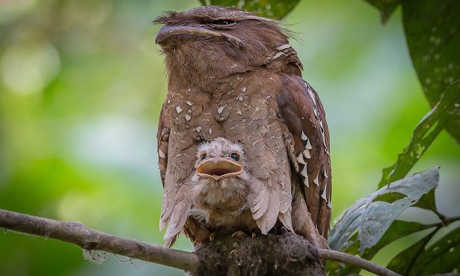 frogmouth-birds-cute-babies-pics-59-5f748d5fe6a9d__700