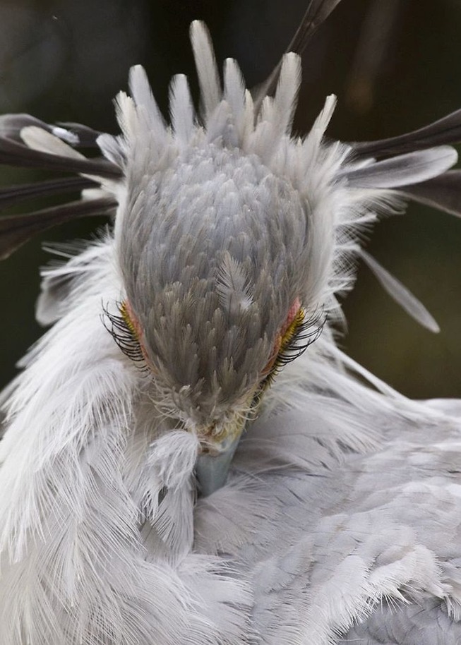 Secretary Birds