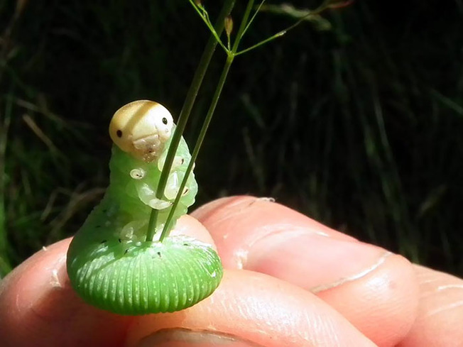 cute-tiny-finger-animals-6-5f84567ab1efe__700