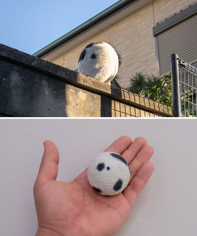 animals-funny-sculptures-meetissai-6246a60e2b251__700